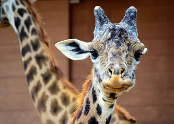 Close-up of giraffe