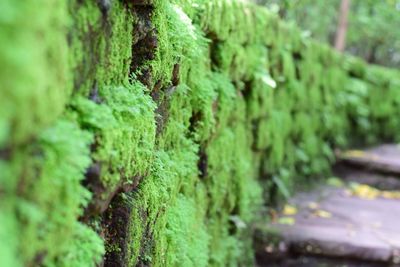 Close-up of moss covered wall