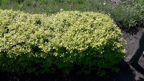 High angle view of flowering plants on field