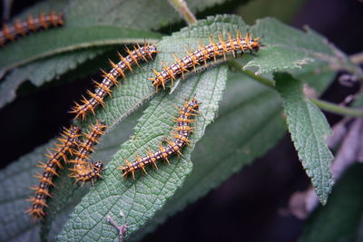 Close-up of insect on plant