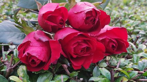 Close-up of red roses