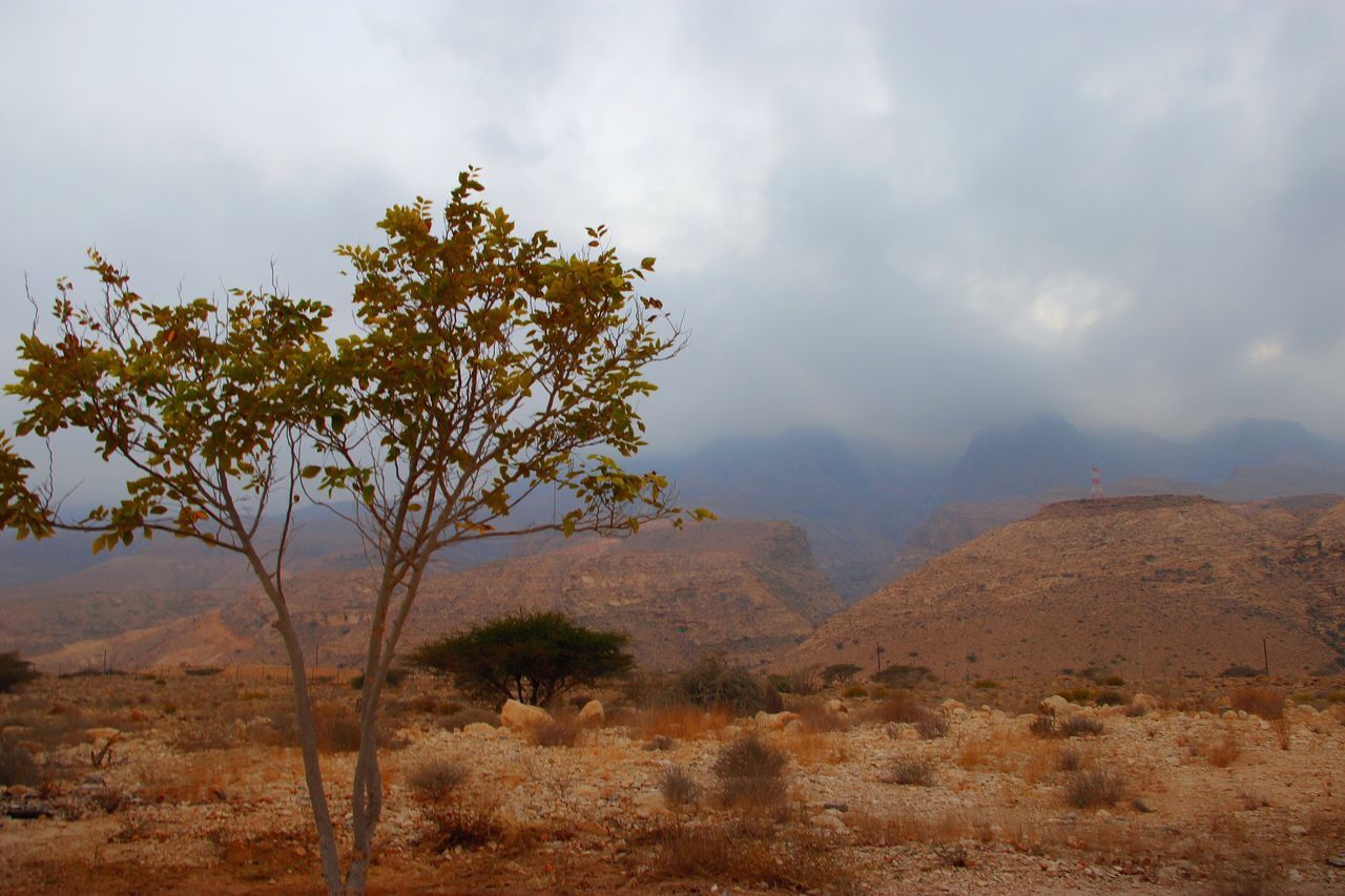 nature, beauty in nature, landscape, mountain, tranquil scene, tranquility, scenics, day, sky, outdoors, no people, tree, plant, growth