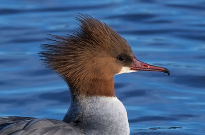 Close-up of swan swimming on lake