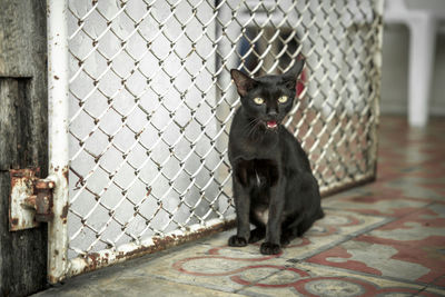 Portrait of cat sitting near metal gate