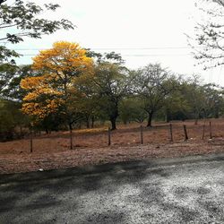 Trees on field against sky during autumn