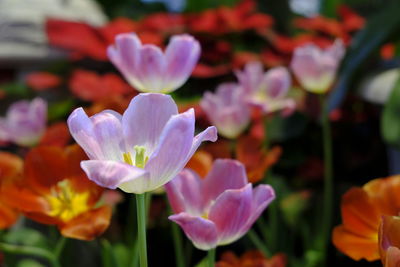 Close-up of purple flowers