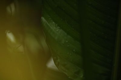 Close-up of raindrops on leaves