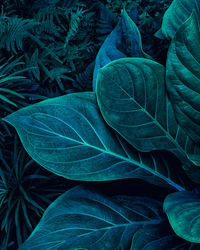 Close-up of green leaves