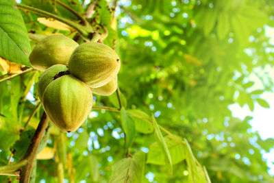 Tree branches with fruits of juglans mandshurica or manchurian walnut.