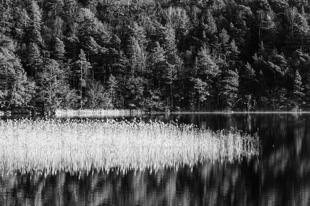 plant, tree, water, nature, reflection, beauty in nature, lake, tranquility, growth, black and white, tranquil scene, scenics - nature, forest, monochrome photography, no people, day, monochrome, non-urban scene, natural environment, woodland, waterfront, land, wetland, outdoors, swamp, winter, idyllic, leaf, grass