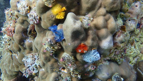 Full frame shot of coral in sea