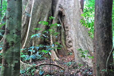 Close-up of bamboo trees in forest