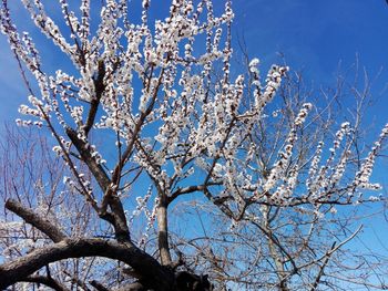 Low angle view of cherry blossom tree against blue sky