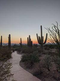 Cactus growing in desert against sky during sunset