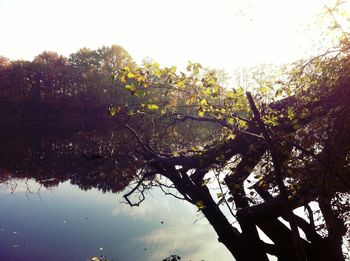 Reflection of trees in water