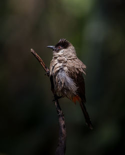 Close-up of bird perching on branch