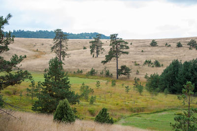 Trees on field against sky