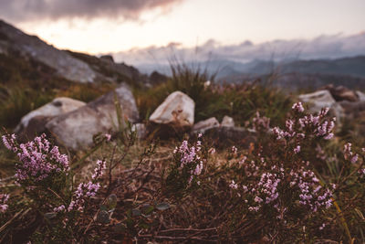 Beautiful mountain view, pink flowers, rocks and cloudy sky