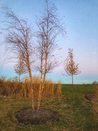 Bare trees on field against sky