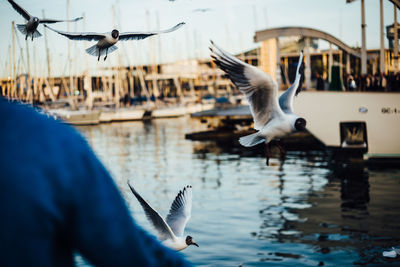 Seagull flying in a water