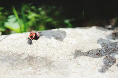 Close-up of ladybug on rock