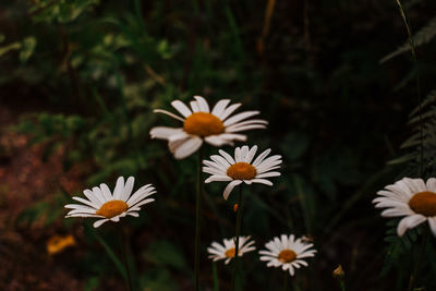 Close-up of white daisy flowers