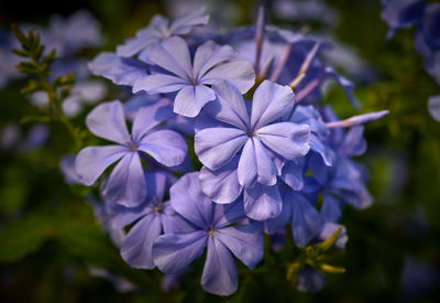 Close-up of purple flowering plants