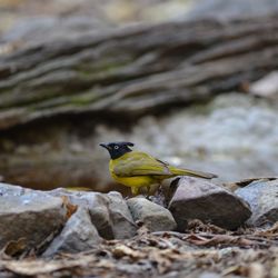 Close-up of bird perching on rock