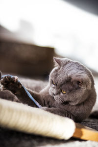 Close-up of a cat