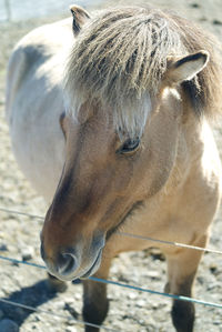 Close-up of horse