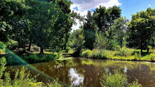 Scenic view of lake in forest against sky