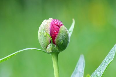 Close-up of pink rose