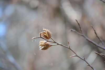 Close-up of wilted plant