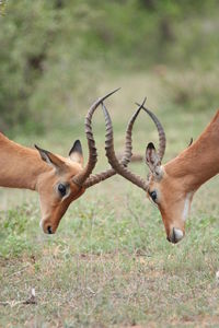 Deer fighting on land