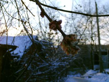 Close-up of snow on tree during winter