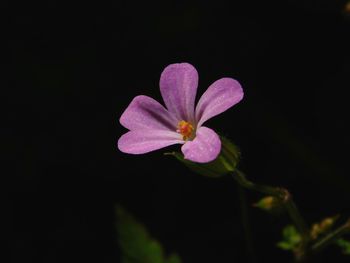 Close-up of pink flower