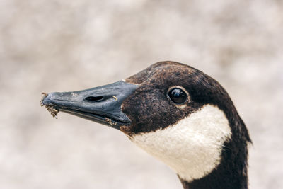 Close-up of bird