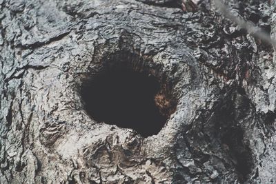 Full frame shot of tree