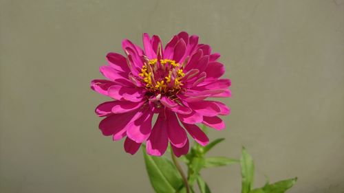 Close-up of flower blooming outdoors