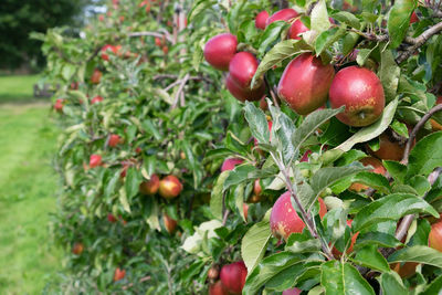 Close-up of cherries on tree