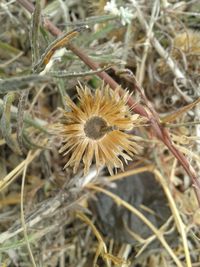 Close-up of flowers