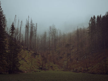 Trees in forest