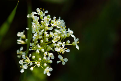 Close-up of white flowering plant