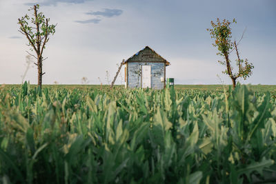 Lonely wooden house between two trees. green grass in the foreground. dark sky.  loneliness