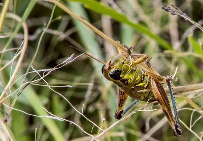 Close-up of insect on plant