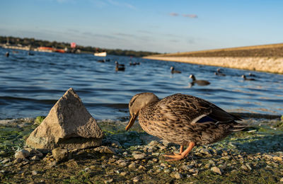 Shy duck at draycote water reservoir