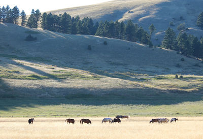 Flock of sheep grazing in a field