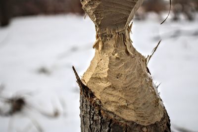 Close-up of tree trunk during winter