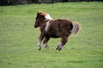 Close-up of horse running on field