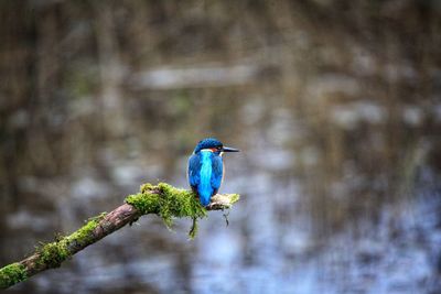 Kingfisher on a fishing expedition 